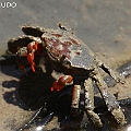 Paracleistostoma wardi in Ceriops forest. Carapace to 20 mm across